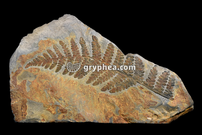 Fougère fossile (40 cm environ) - gryphea.org